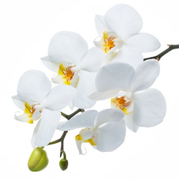 Стол обеденный Танго белый/Орхидея в Нерюнгри - neryungri.mebel54.com | фото